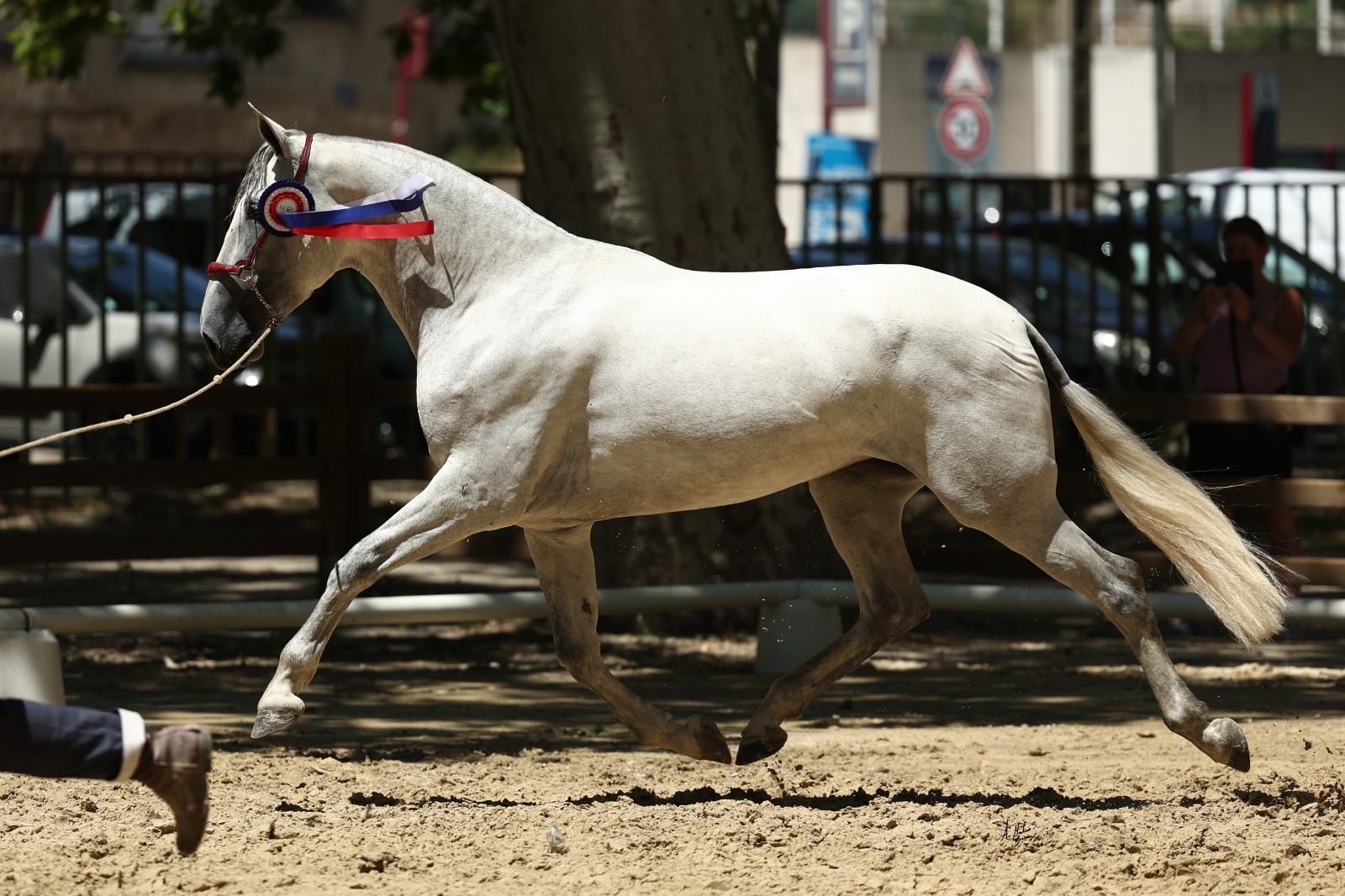 Histoire du Pure Race Espagnole