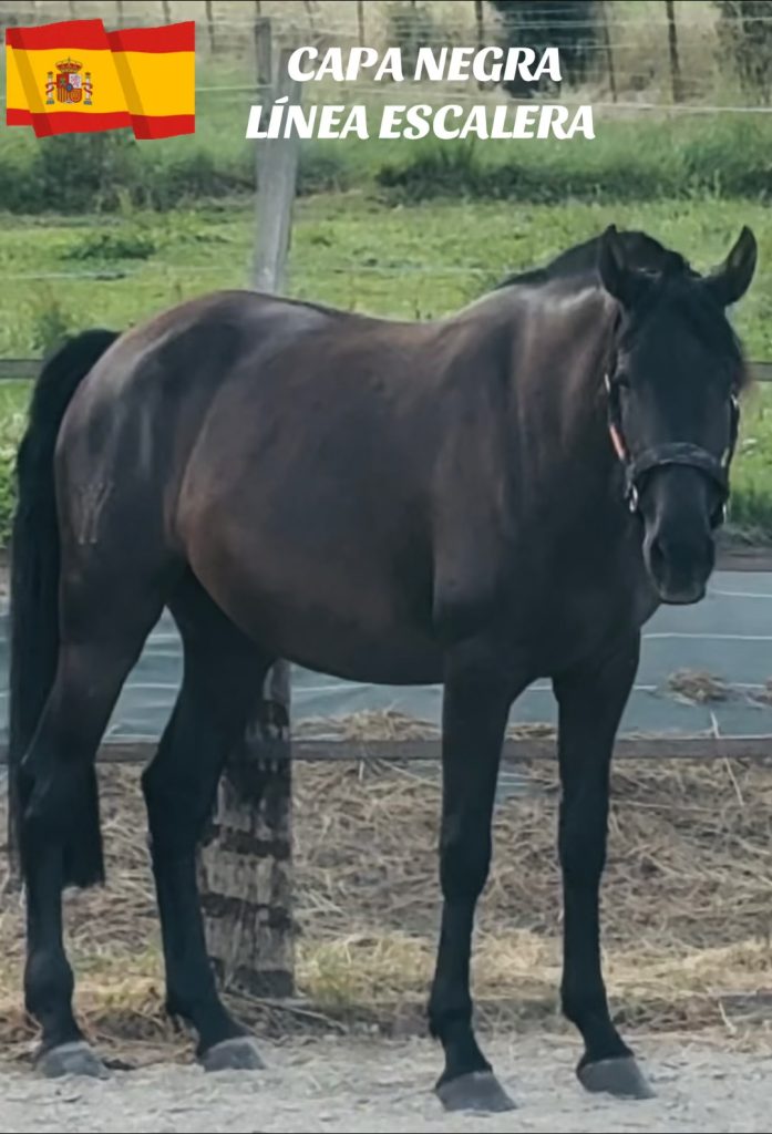 VENDS JUMENT NOIRE