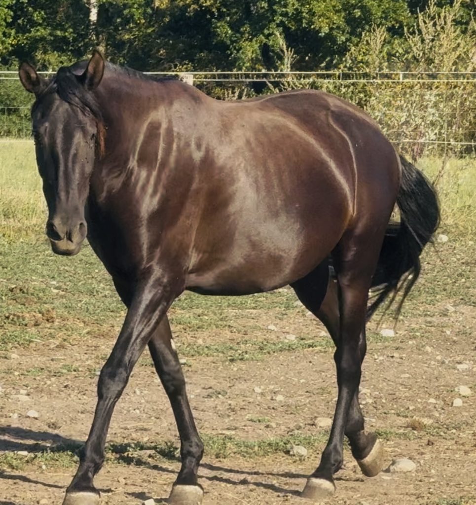 VENDS JUMENT NOIRE