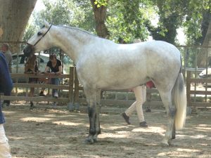EQUUS COELI