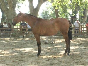 SERAFINA D ELEGANZA