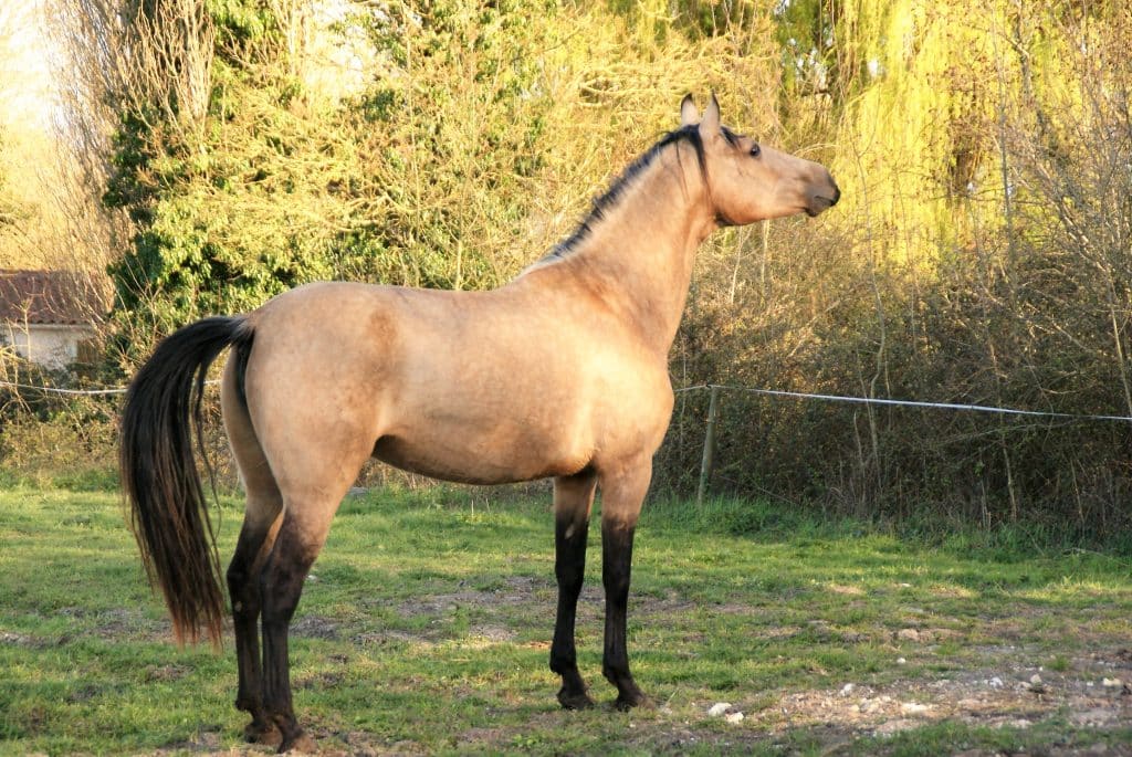 A vendre superbe Poulinière robe Isabelle