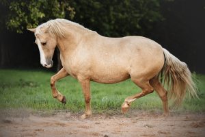 Petite jument palomino
