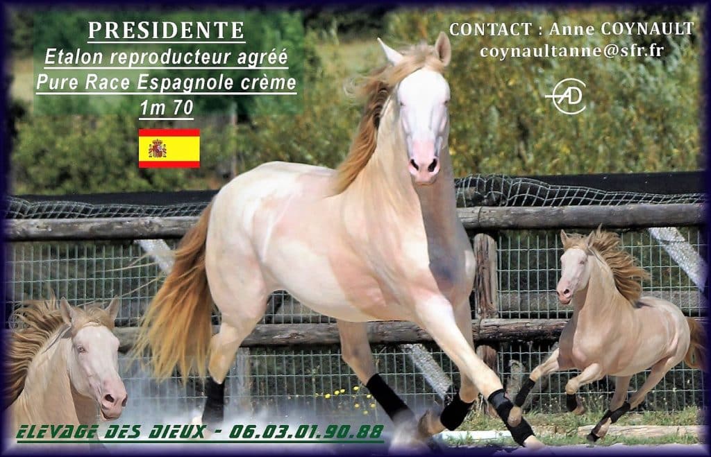 Superbe Etalon PRE de robe Crème 1M70 Disponible en IAC IART et IAF