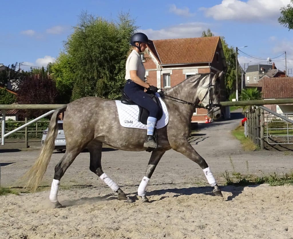 Jument de 4 ans, prédispositions Dressage