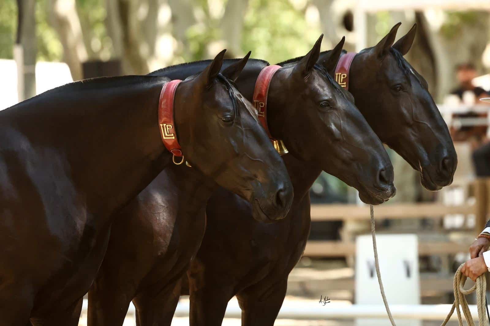 🗓️ Planning Complet des Étapes de Confirmations