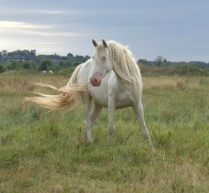 Jument Poulinière PRE de robe crème