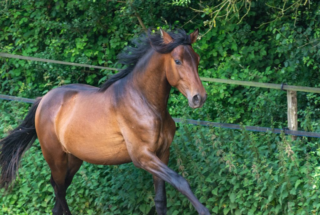 A vendre mâle de 20 mois