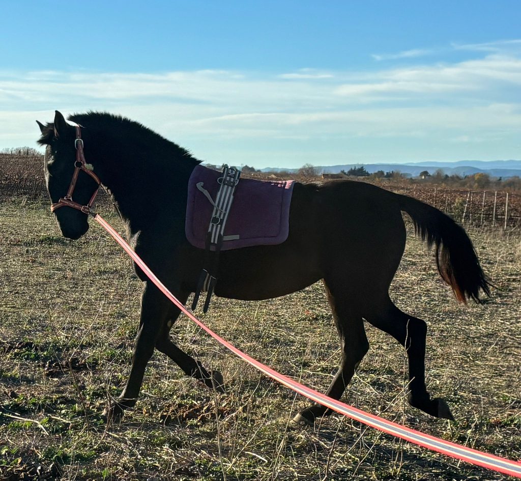 A VENDRE pouliche de 20 mois