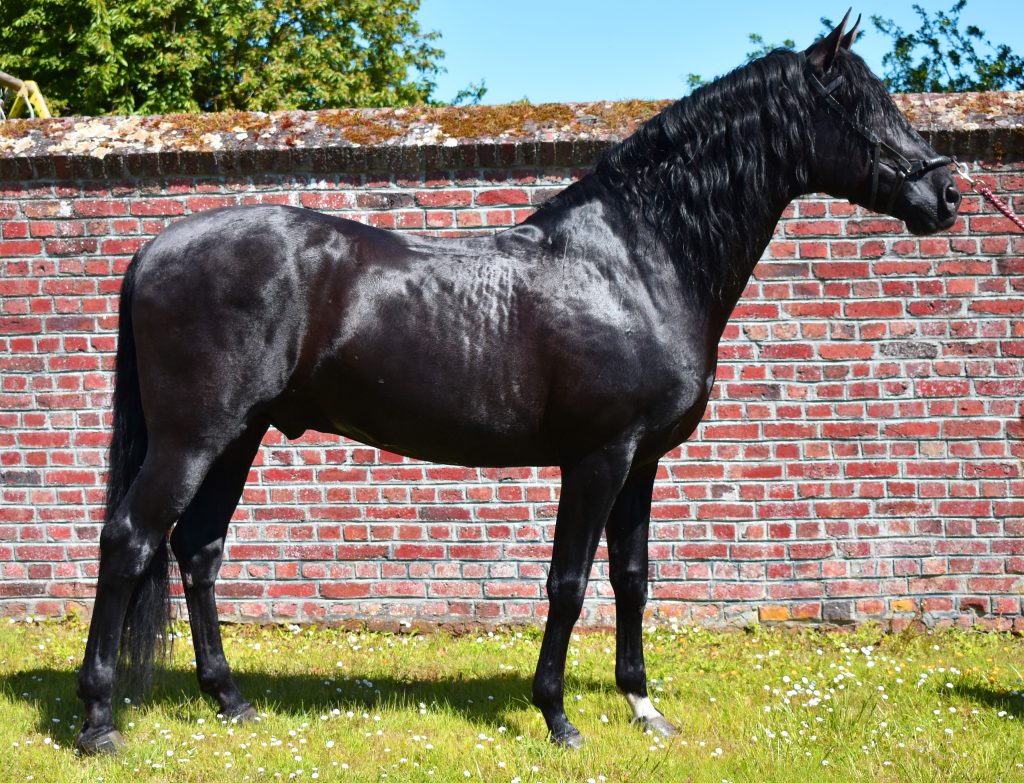 Etalon noir disponible pour saillie