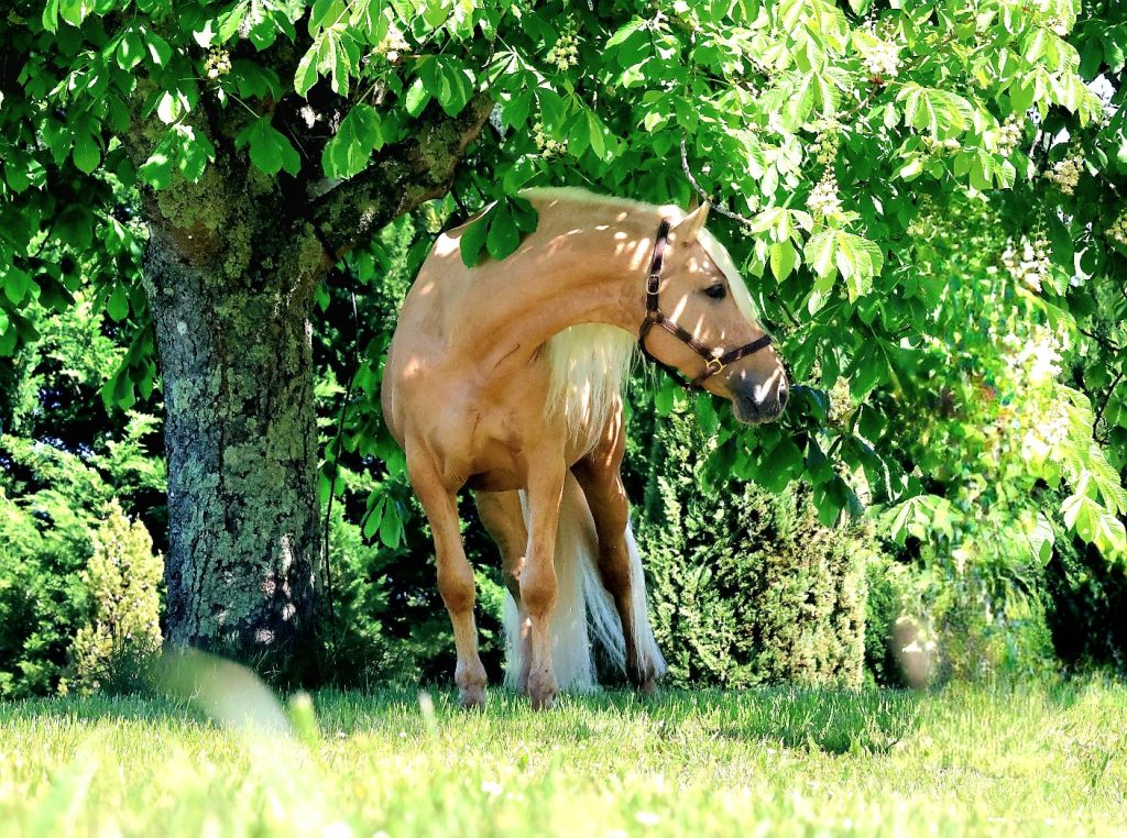 Etalon palomino Pure Race Espagnole Baroque avec des origines