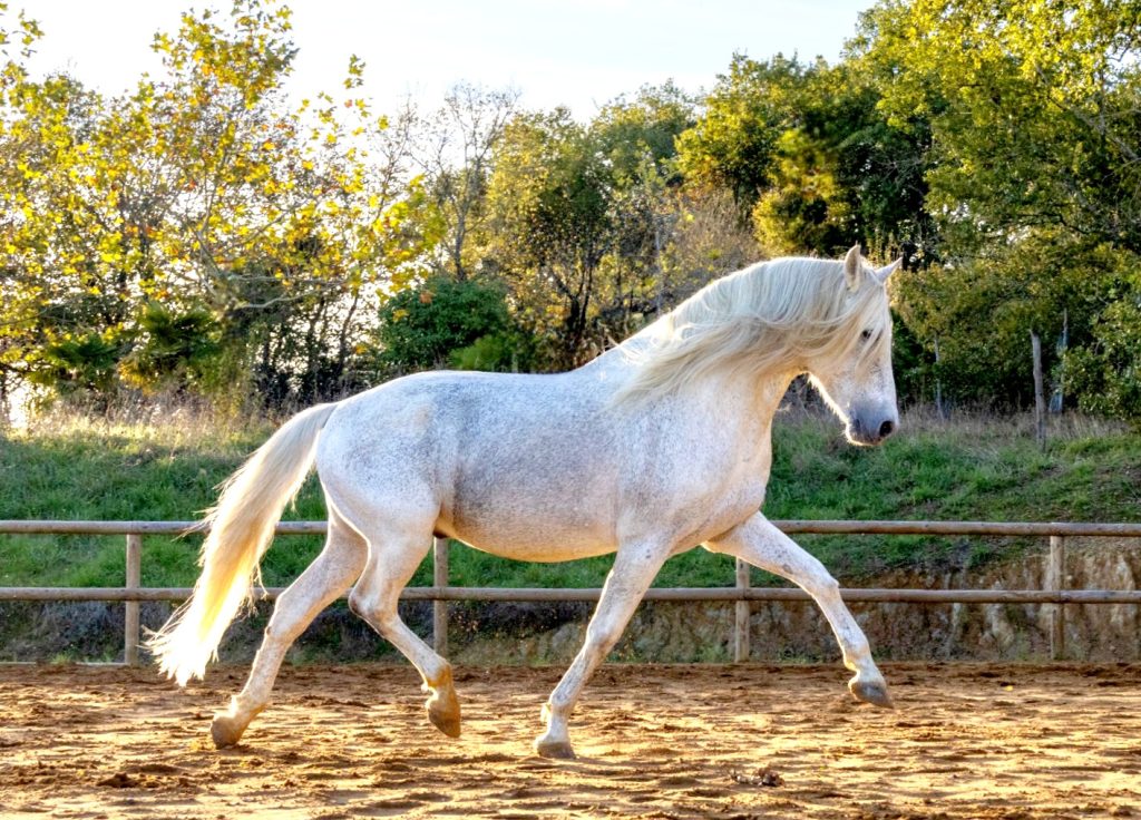 Grand étalon Pure Race Espagnole baroque avec beaucoup d&rsquo;allures