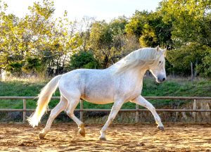 Grand étalon Pure Race Espagnole baroque avec beaucoup d&rsquo;allures