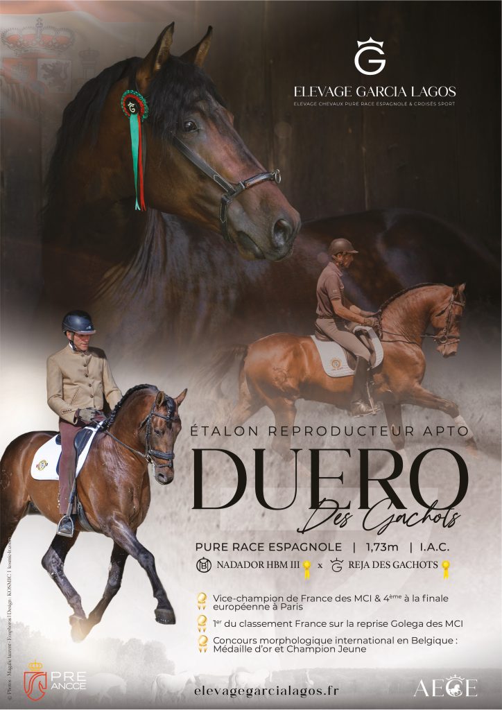 Etalon sport, petit fils de Revoltoso XXVI