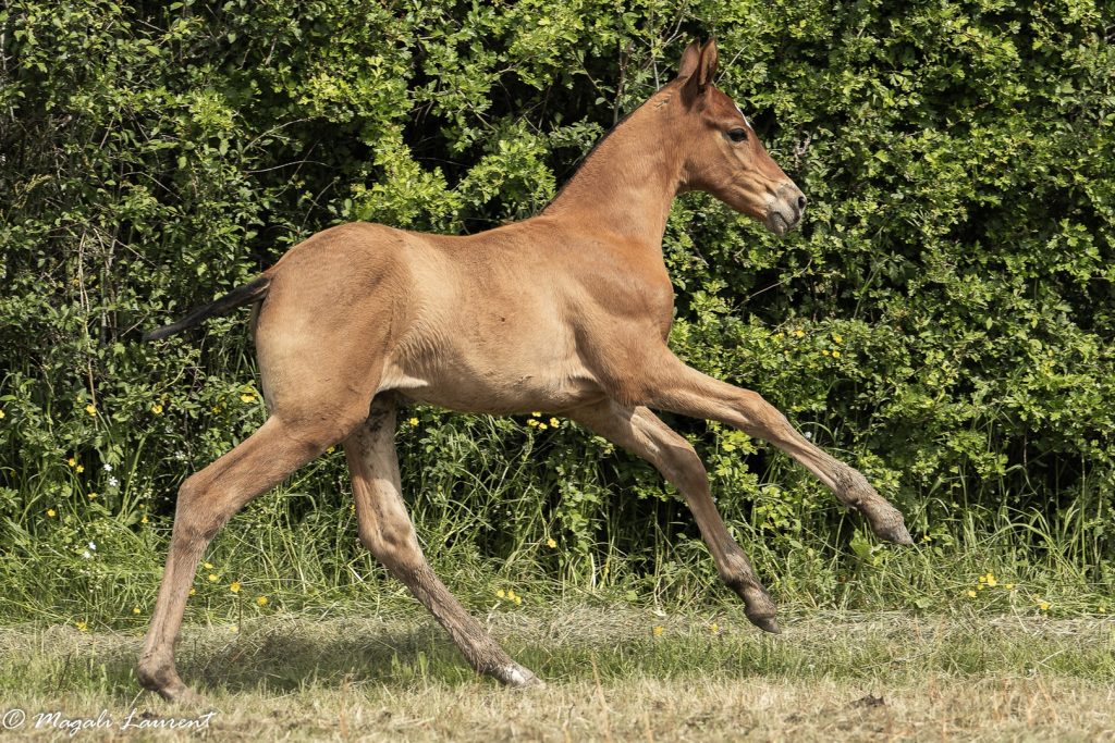 Une pouliche qui mériterait d&rsquo;être montée