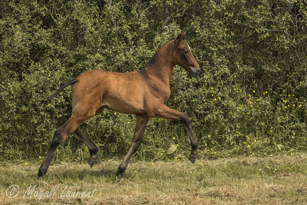 Pouliche de concours ( sport ou morphologique)